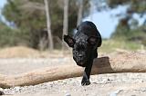 CANE CORSO 492